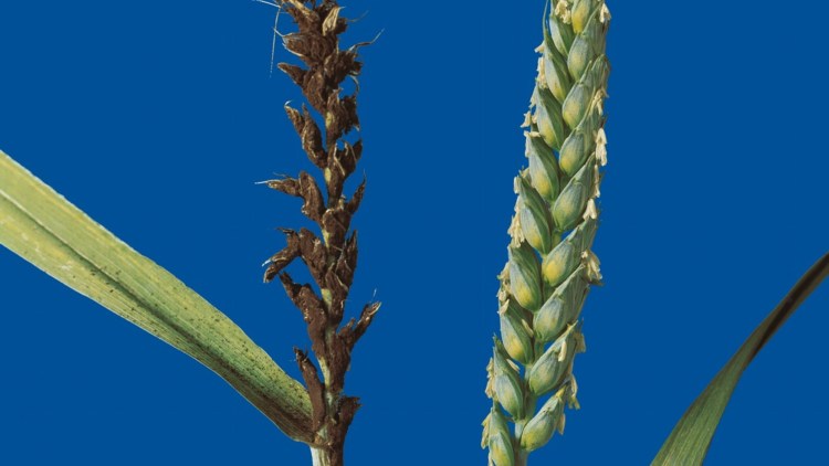 Buğday Rastık Hastalığı  